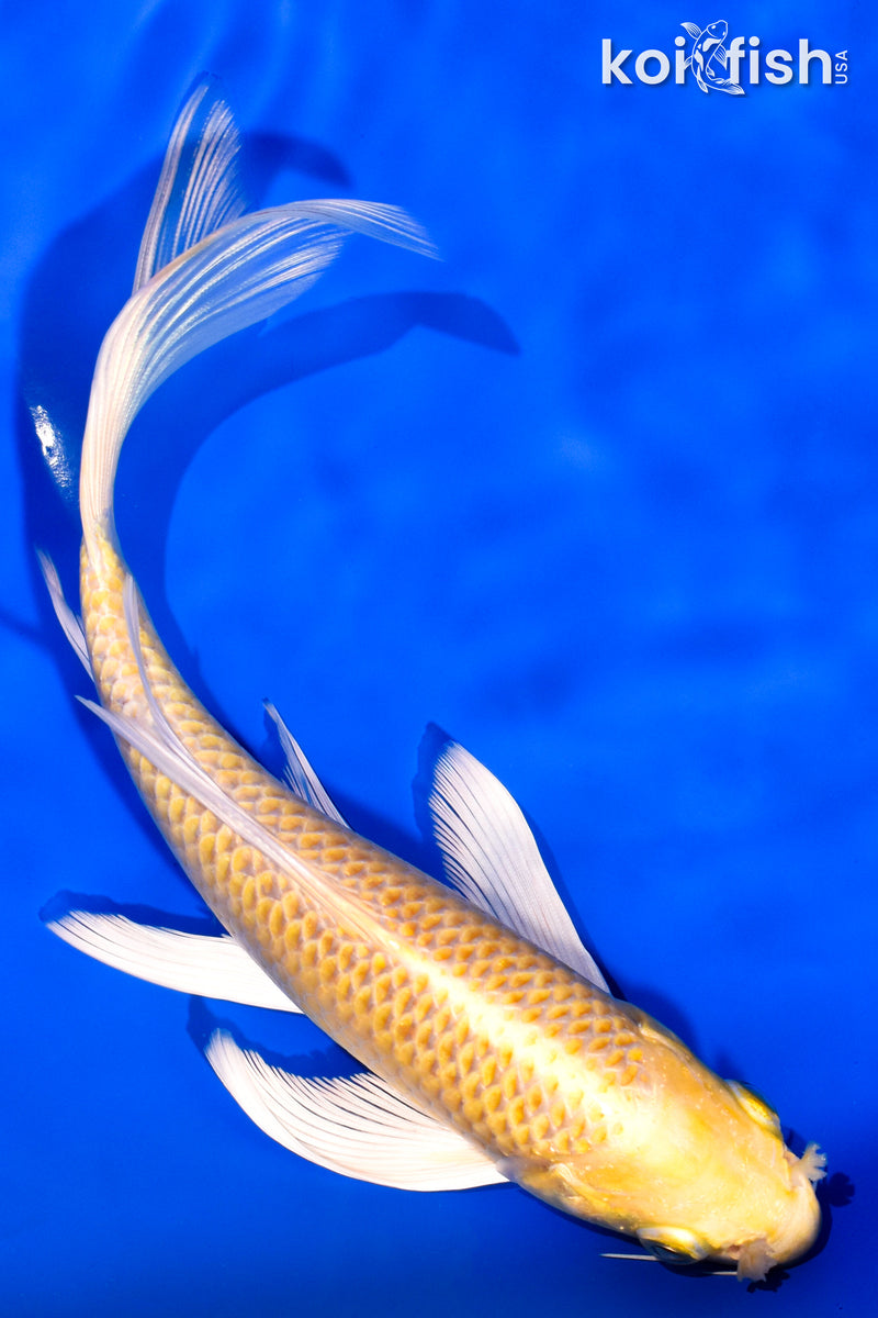 7.5" YAMABUKI OGON BUTTERFLY