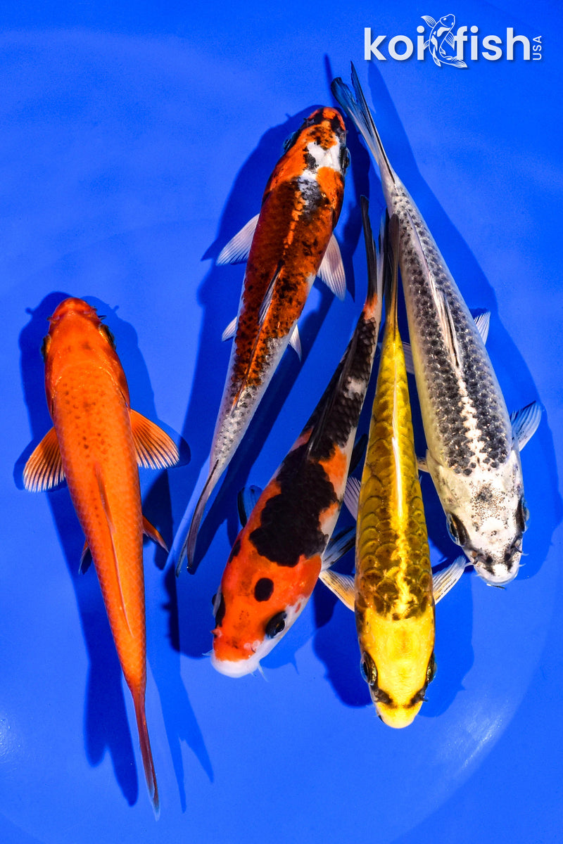 PACK OF (5) 4-5" STANDARD KOI