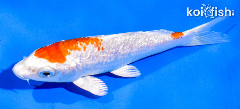 5" GINRIN HARIWAKE