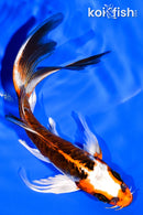 6.25" BENI KIKOKURYU BUTTERFLY