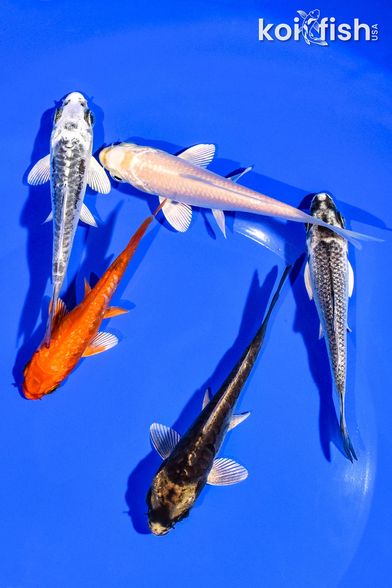 PACK OF (5) 3-4" STANDARD KOI