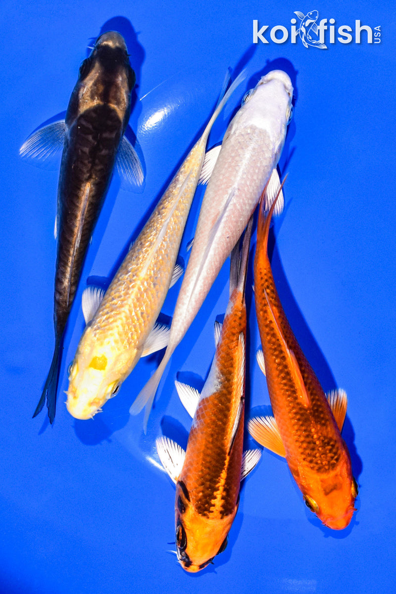 PACK OF (5) 4-5" STANDARD KOI