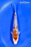 4.5" GINRIN KUCHIBENI KUJAKU