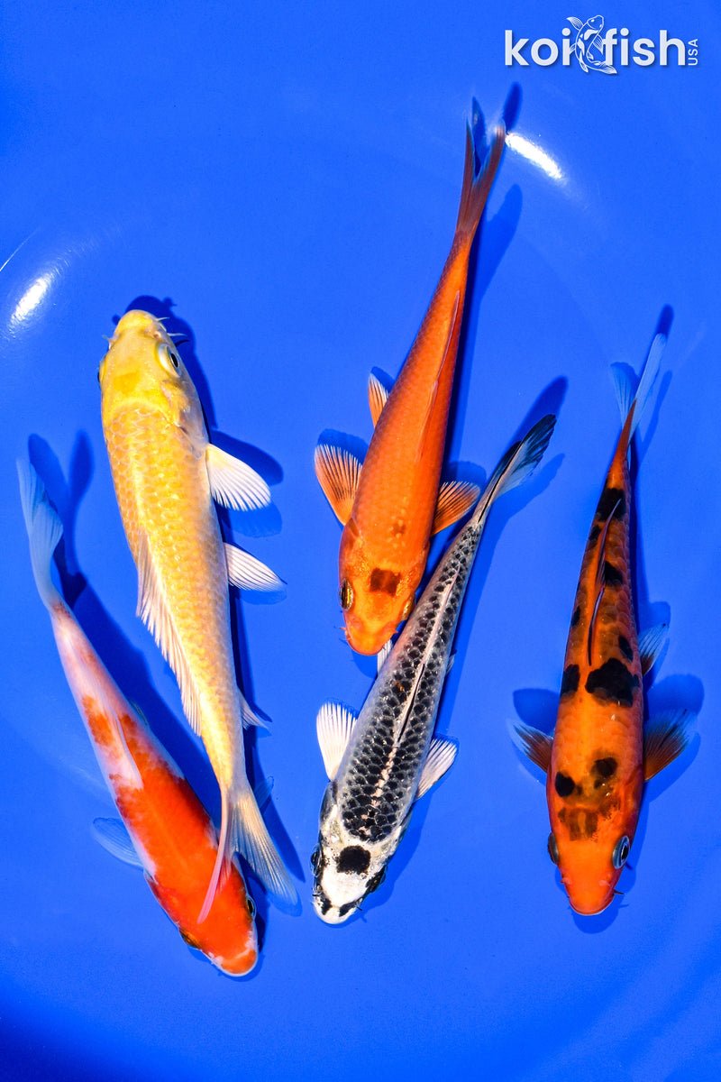 PACK OF (5) 4-5" STANDARD KOI