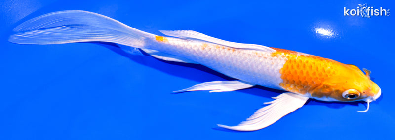 8.25" HARIWAKE BUTTERFLY