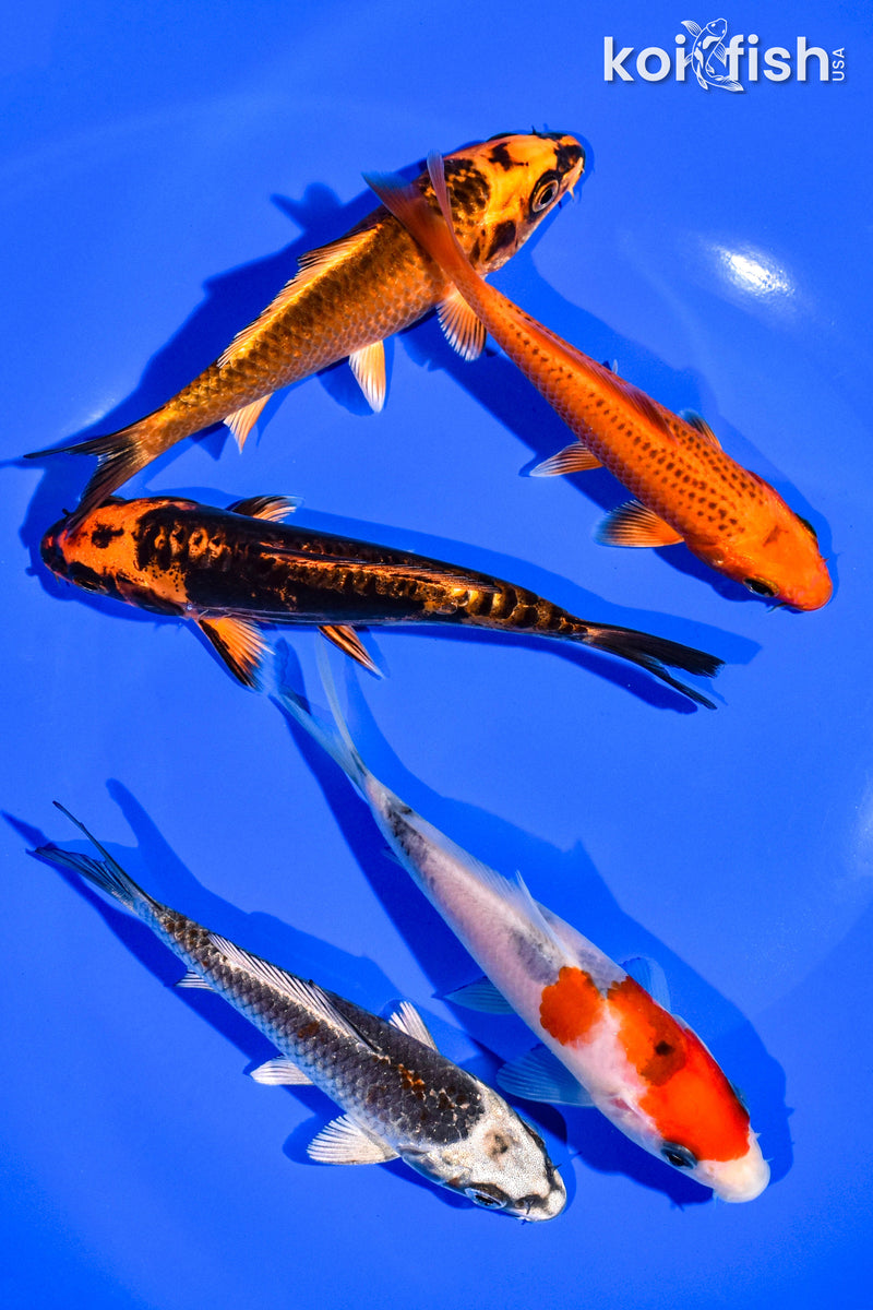 PACK OF (5) 4-5" STANDARD KOI