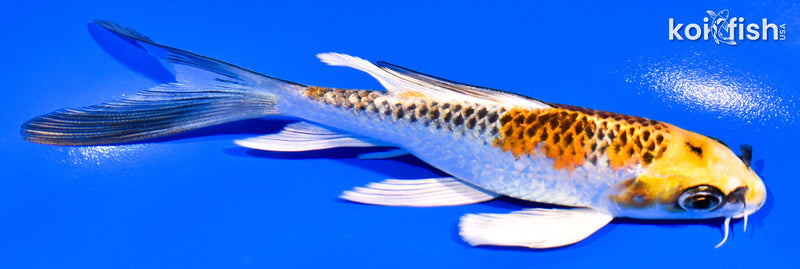 5.25" KUJAKU BUTTERFLY