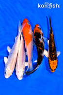PACK OF (5) 3-4" MIXED STANDARD KOI