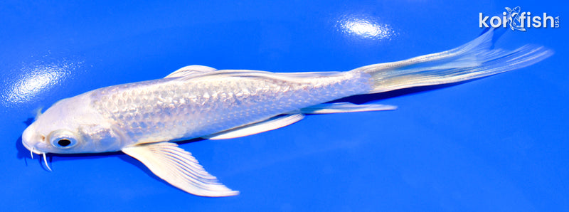 6" GINRIN PLATINUM OGON BUTTERFLY