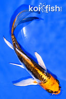 5.25" BENI KIKOKURYU BUTTERFLY