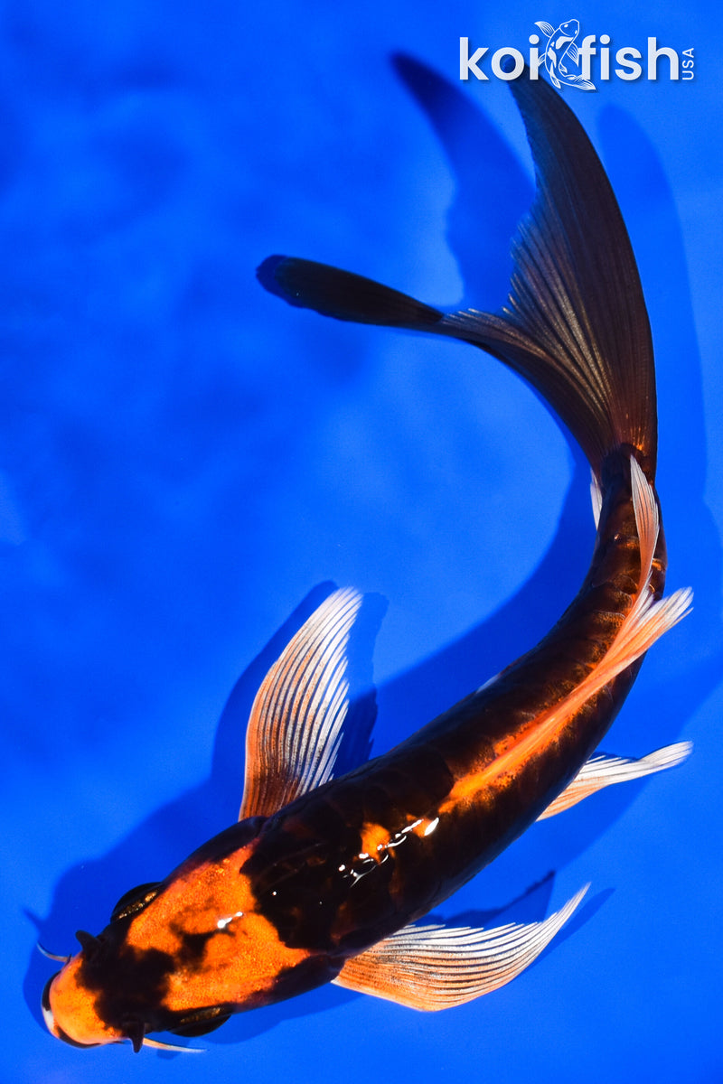 7.25" KABUTO BUTTERFLY