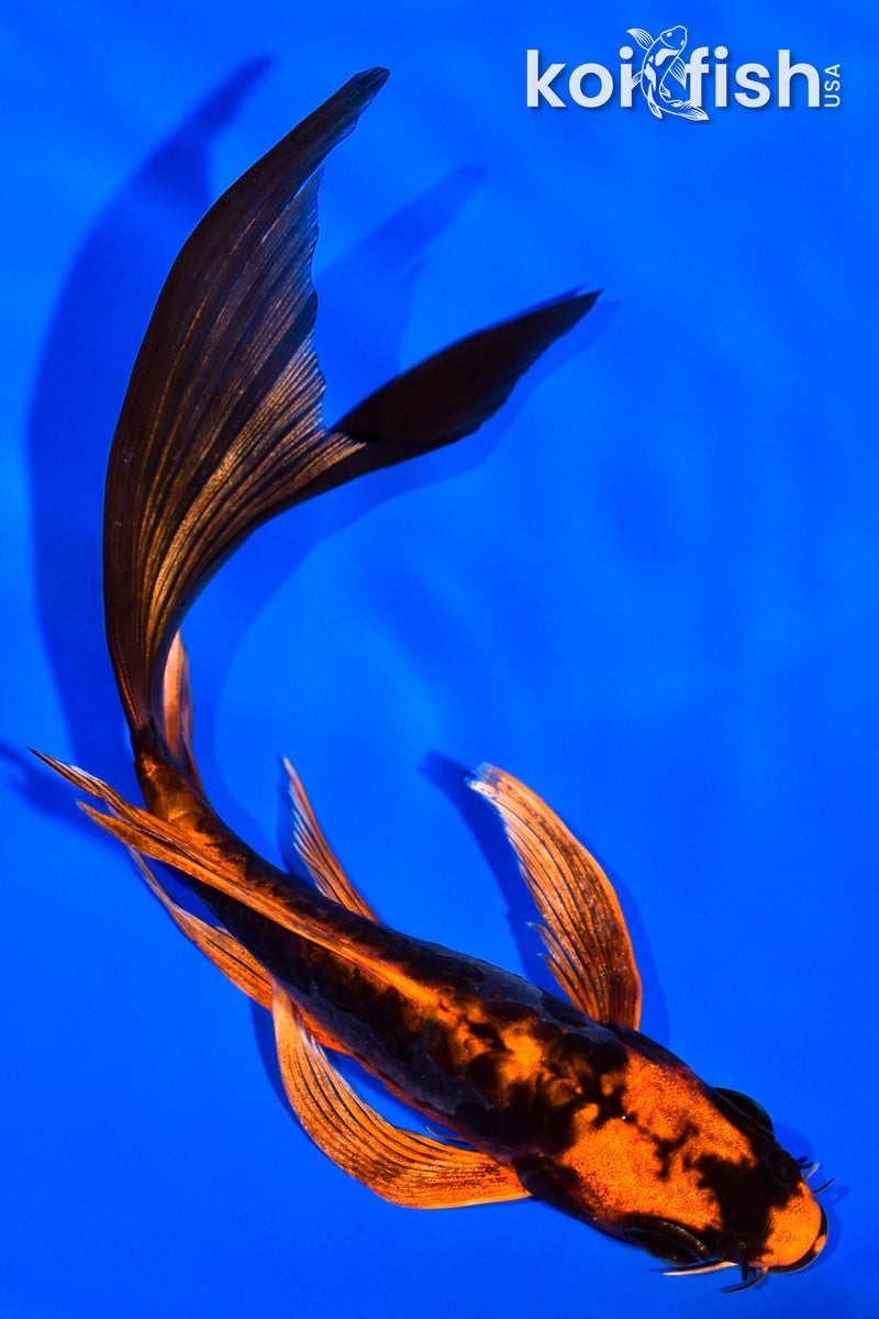 6" BENI KIKOKURYU BUTTERFLY