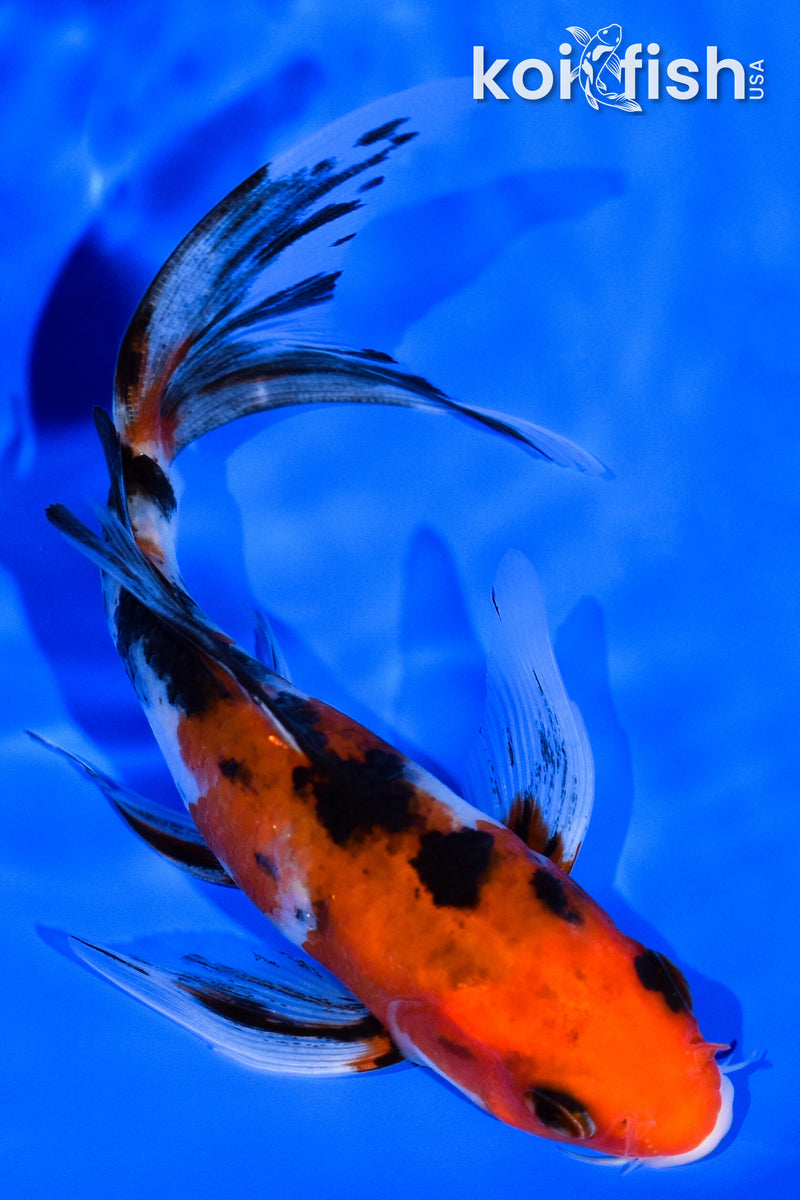 5" AKA SANKE BUTTERFLY