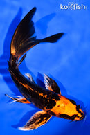 6.75" ARAGOKE BENI KIKOKURYU BUTTERFLY