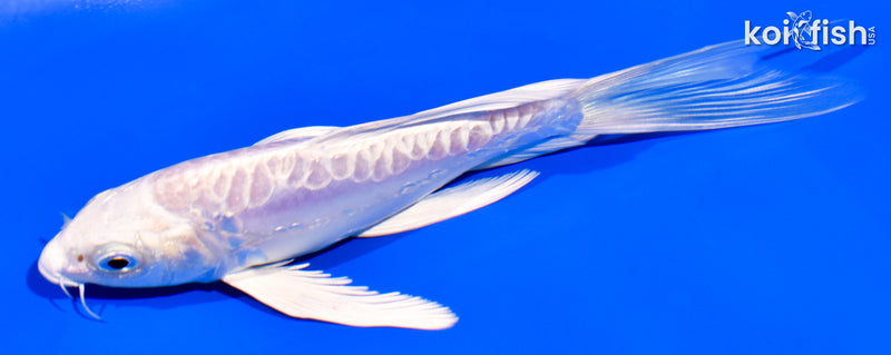 5.5" ARAGOKE PLATINUM OGON BUTTERFLY
