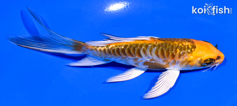 4.75" ARAGOKE KUJAKU BUTTERFLY