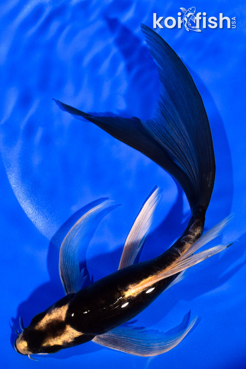 8.5" KABTUO BUTTERFLY