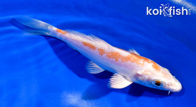 5" KIKUSUI
