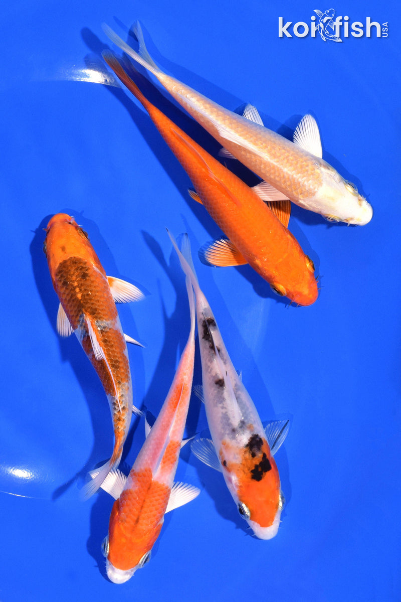 PACK OF (5) 4-5" STANDARD KOI