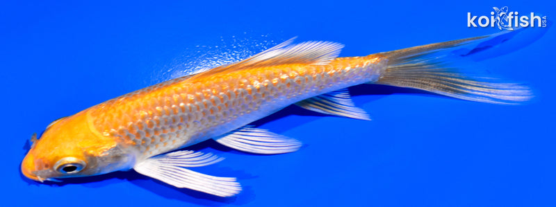 4.25" GINRIN HARIWAKE BUTTERFLY