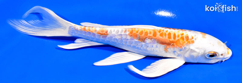 7.5" KIKUSUI BUTTERFLY