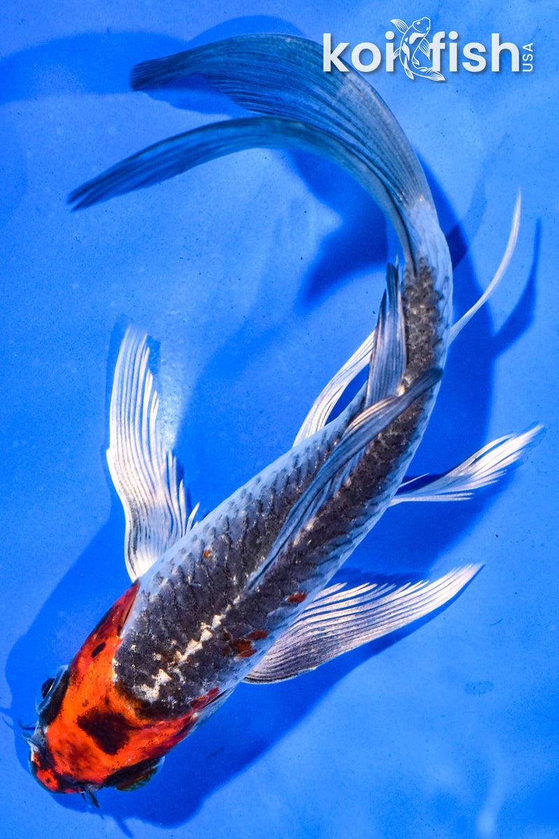 5.5" BENI GINGA BUTTERFLY