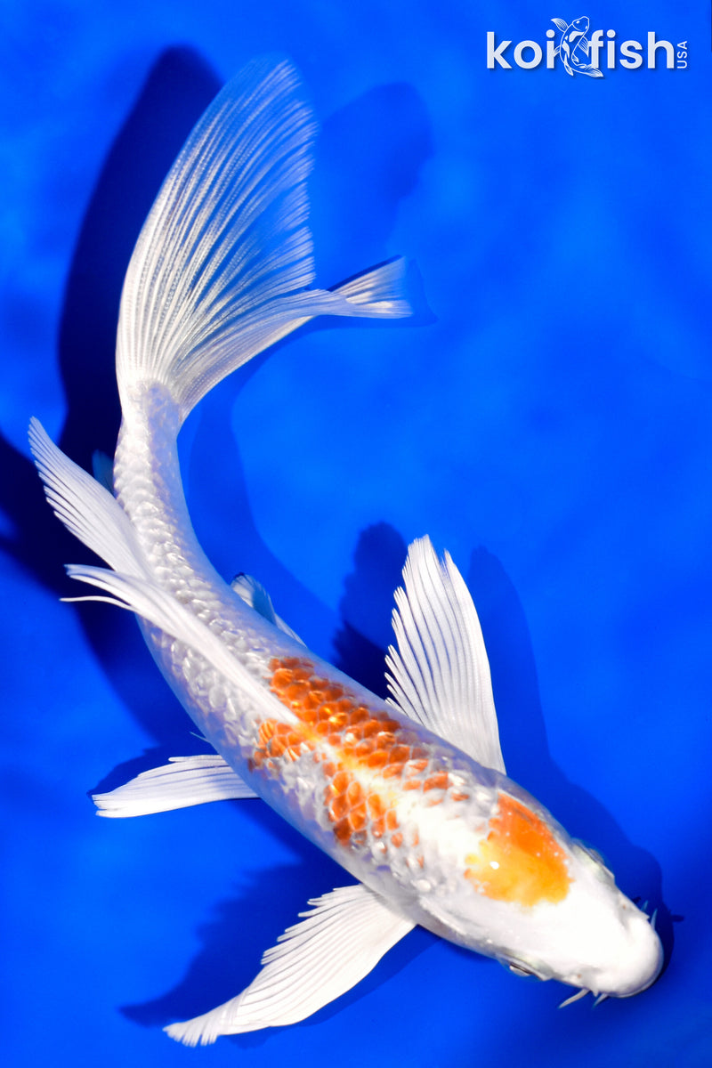 6.5" GINRIN HARIWAKE BUTTERFLY