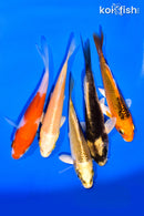 PACK OF (5) 3-4" MIXED STANDARD KOI
