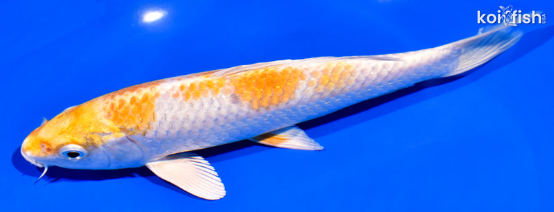 7.5" HARIWAKE