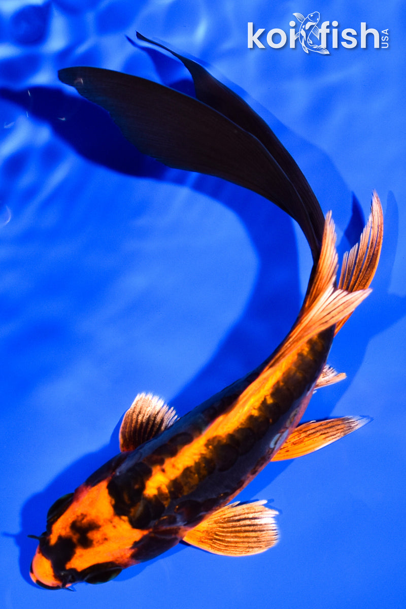 6" BENI KIKOKURYU BUTTERFLY