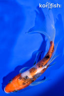 5.75" SANKE BUTTERFLY