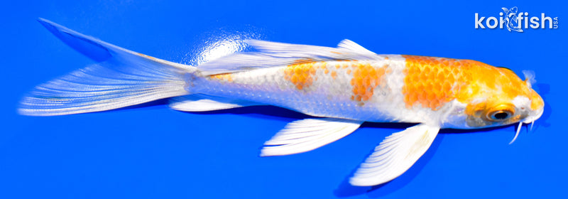 5.5" HARIWAKE BUTTERFLY