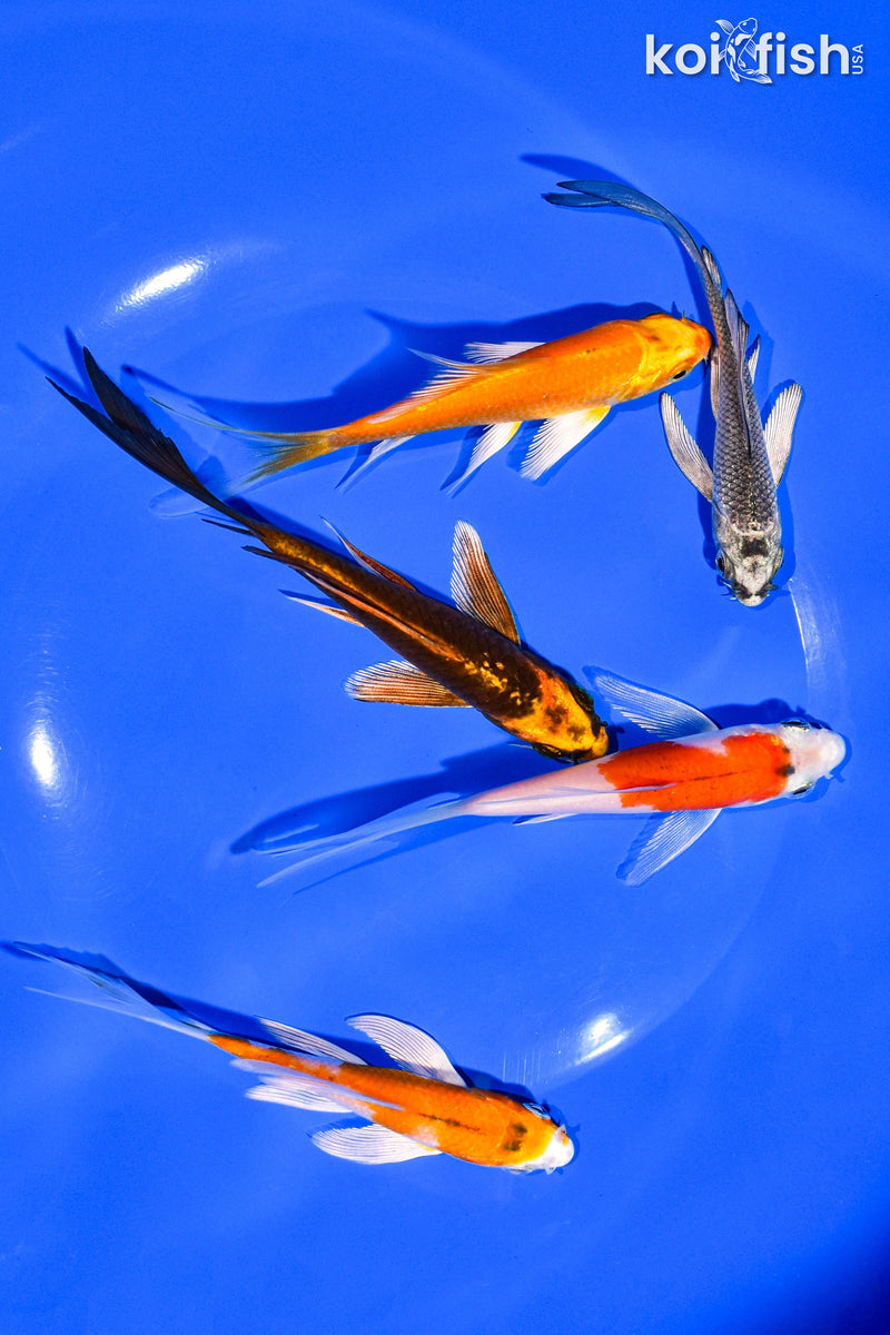 PACK OF (5) 4-5" BUTTERFLY KOI