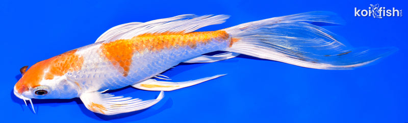 8.5" HARIWAKE BUTTERFLY