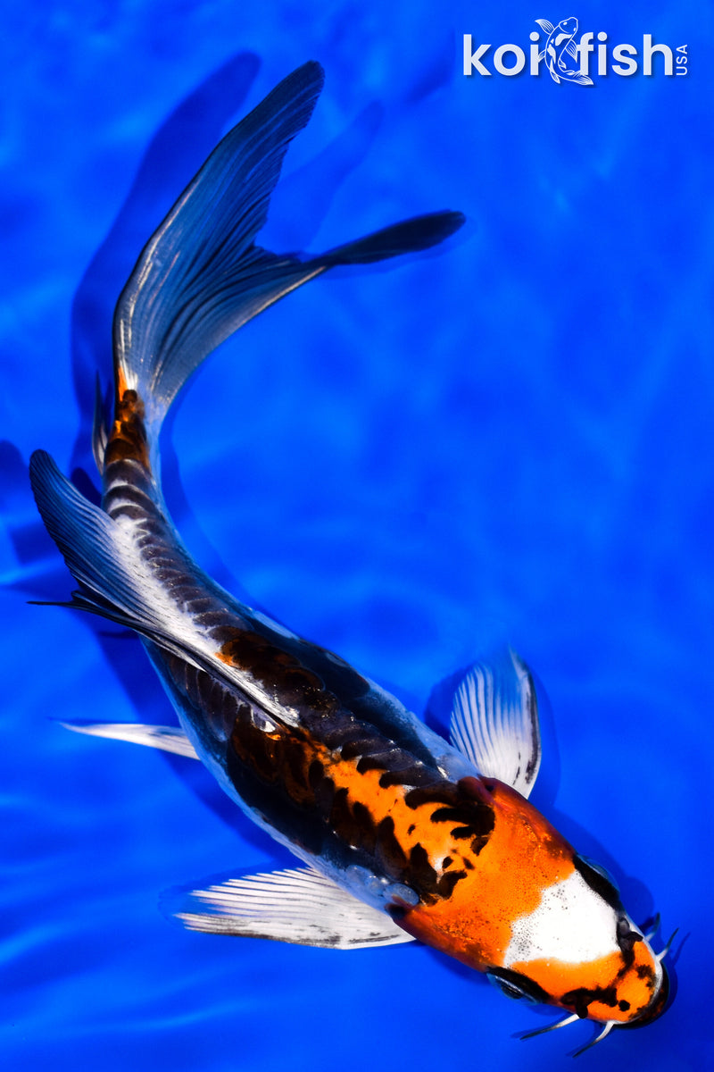 6.5" BENI KIKOKURYU BUTTERFLY