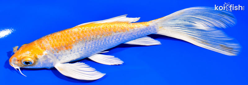 7.25" HARIWAKE BUTTERFLY