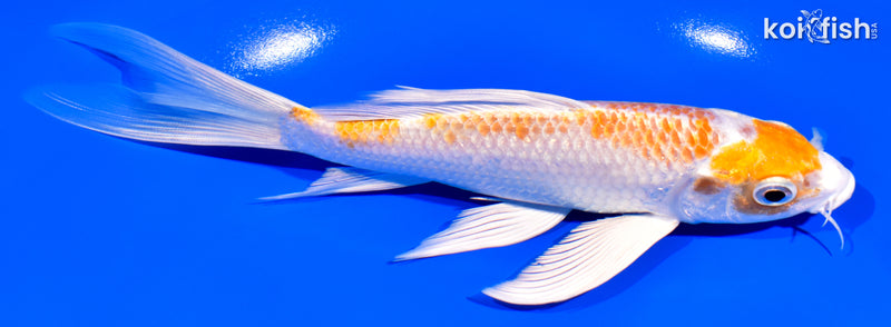 7" HARIWAKE BUTTERFLY