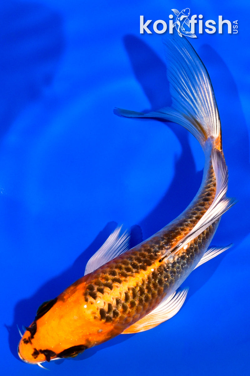 5.5" KUJAKU BUTTERFLY