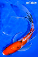 7.5" SANKE BUTTERFLY