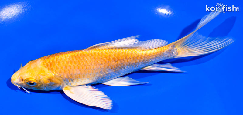 5.75" YAMABUKI OGON BUTTERFLY