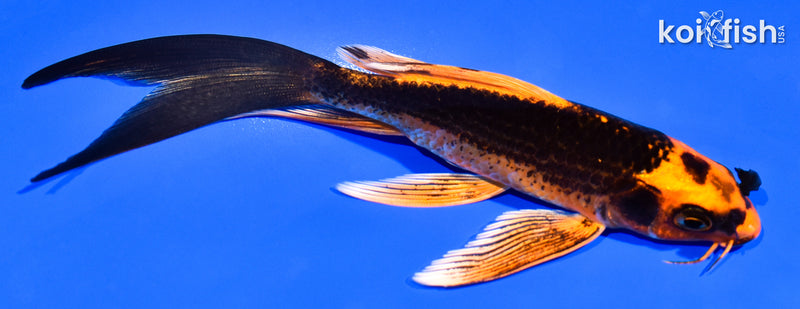 5.25" ORENJI MATSUBA BUTTERFLY