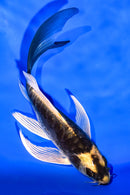 5.75" KABUTO BUTTERFLY