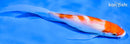 6" KOHAKU BUTTERFLY