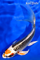 6.75" KUJAKU BUTTERFLY