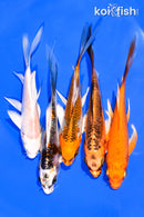 PACK OF (5) 5-6" BUTTERFLY KOI