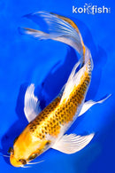 7.25" KUJAKU BUTTERFLY