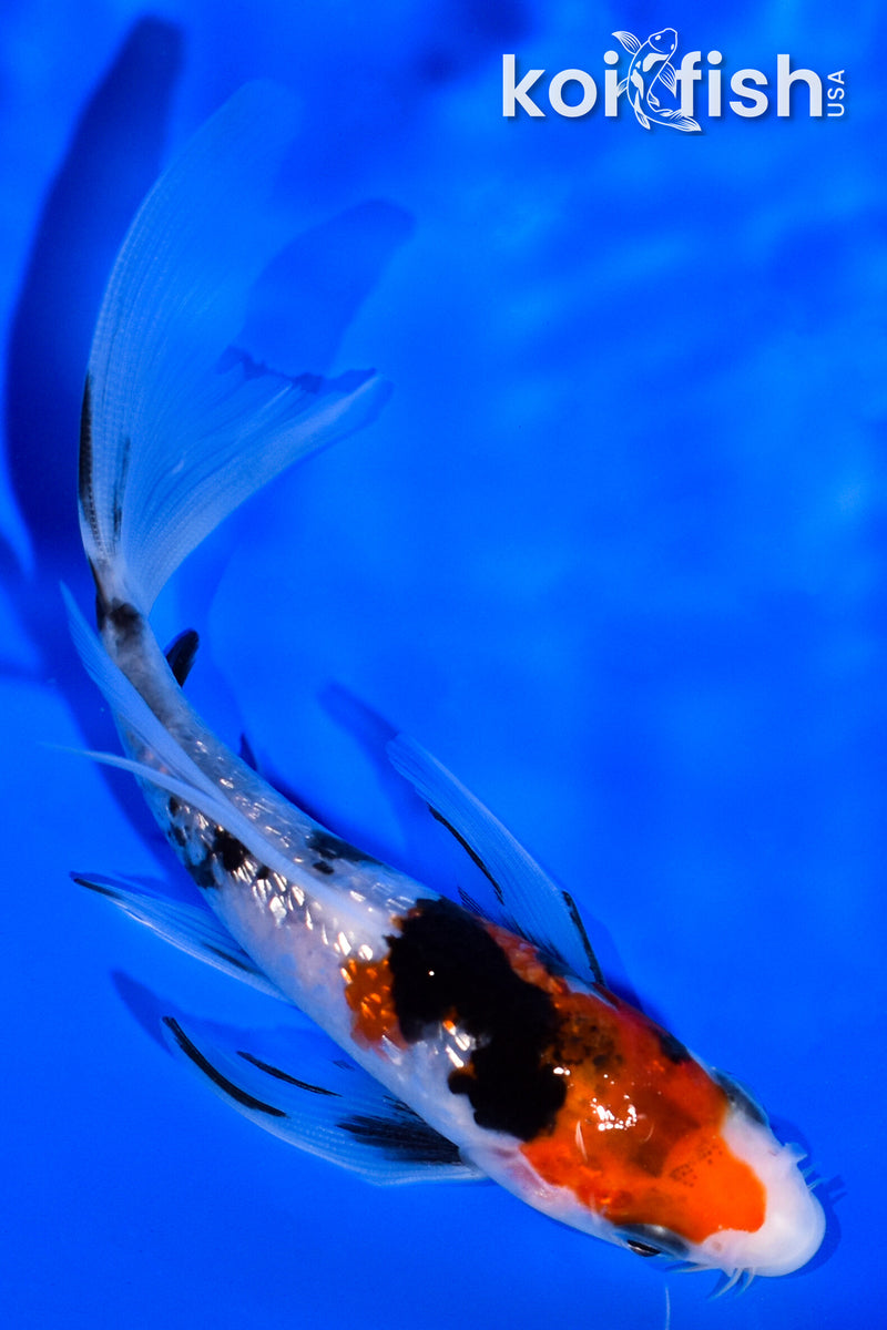 4.75" SANKE BUTTERFLY