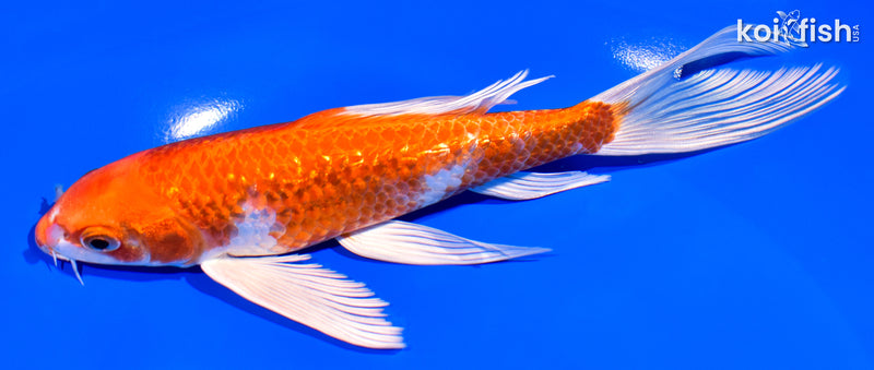 7.25" GINRIN HARIWAKE BUTTERFLY
