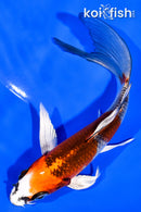 5.75" KUJAKU BUTTERFLY