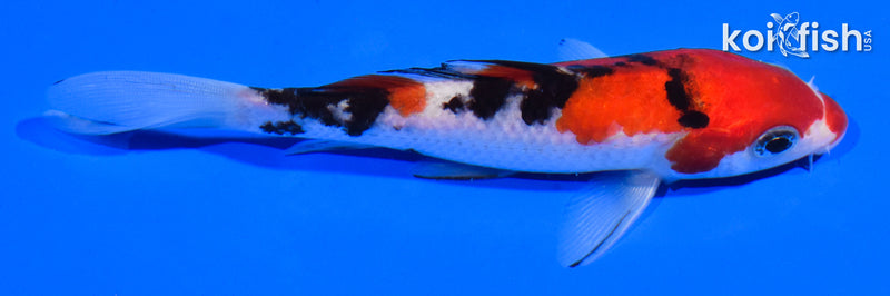 5" SANKE